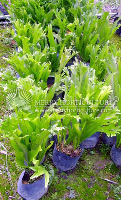 Polypodium punctatum